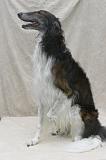 BARZOI 191